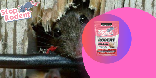 ¿Cómo afrontar una situación de infestación de roedores?