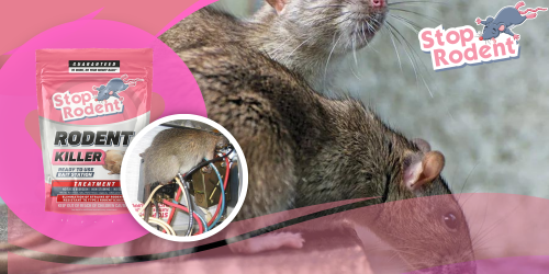 ¿Cuál es el tratamiento más eficaz para combatir los roedores?