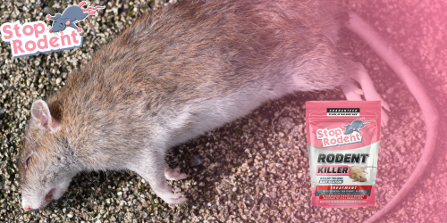 veneno para ratas : errores comunes que se deben evitar para un uso óptimo y seguro