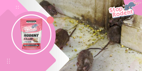 veneno para ratas : cómo funciona y por qué es tan eficaz