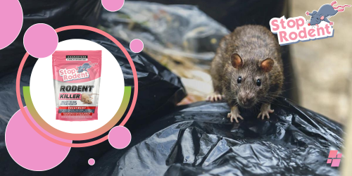 ¿Cuáles son los secretos de la eficacia de los veneno para ratas en la lucha contra los roedores?