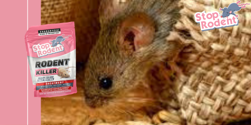 Los peligros ocultos de ignorar los problemas de los roedores y cómo puede ayudar el veneno para ratas