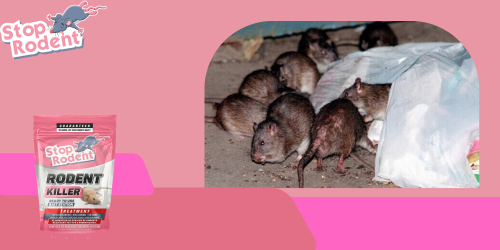Preserva tu salud e higiene eliminando roedores con veneno para ratas