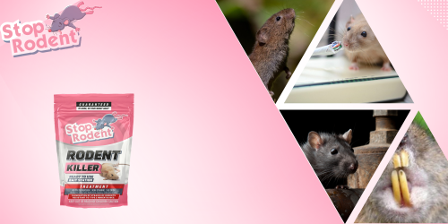 Veneno para ratas : uso eficaz y seguro en presas e instalaciones hidroeléctricas