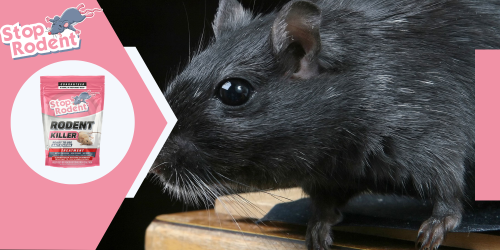 Elimina eficazmente los roedores en restaurantes y comercios con un producto antiroedores