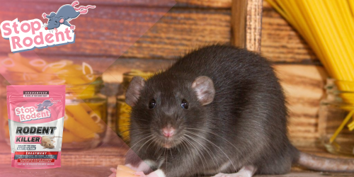 ¿Cómo erradicar los roedores en una casa?