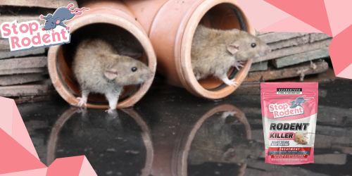 Los beneficios de utilizar un producto de control de roedores respetuoso con el medio ambiente como el “veneno para ratas”