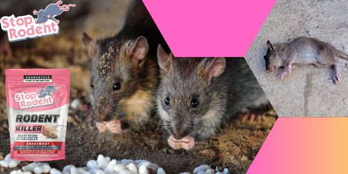 veneno para ratas : comprensión de la normativa vigente para productos anti-roedores