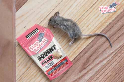 Libérate del estrés de los roedores: descubre nuestros casos de éxito con 'Morts-aux-rats', tu solución antiroedores